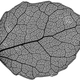 Illustration for article titled Incredible microscopic images from Nikons Small World Photomicrography Competition